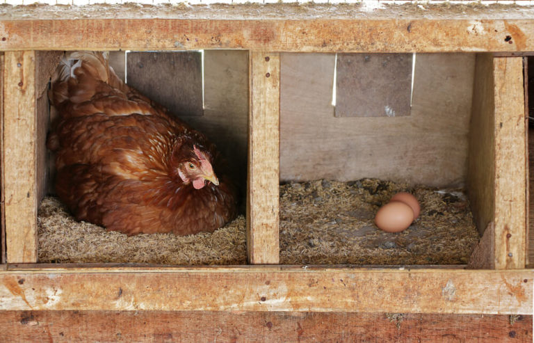 nesting box location in coop
